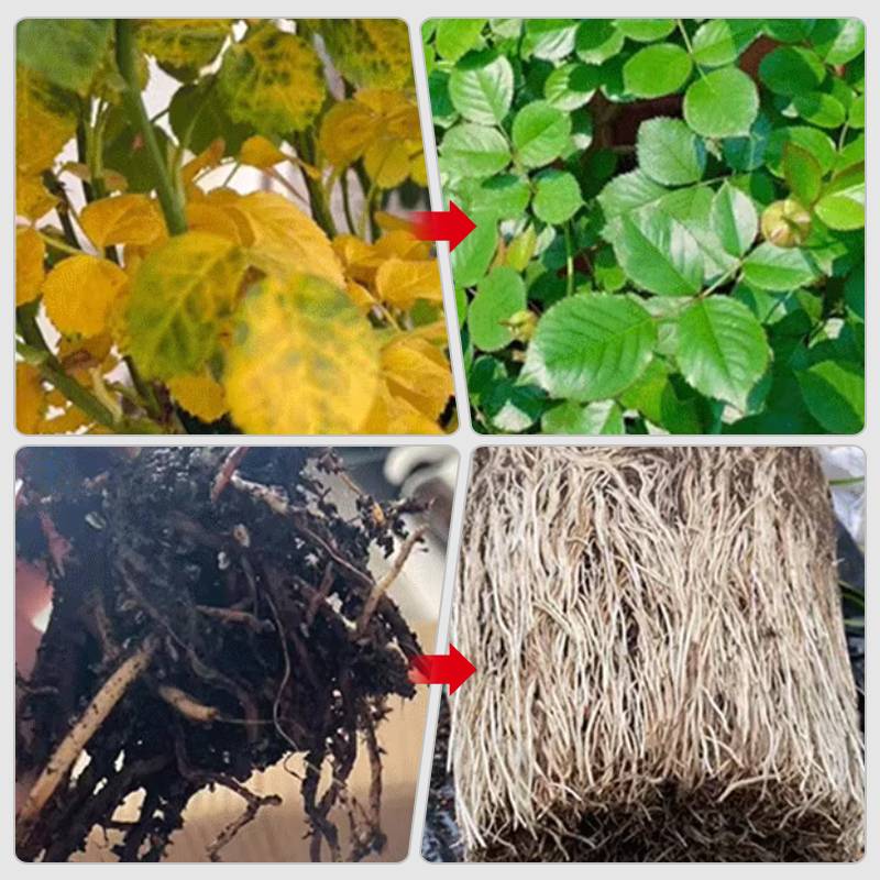 2024š„Fast-Acting Nutrient Solution for Plants