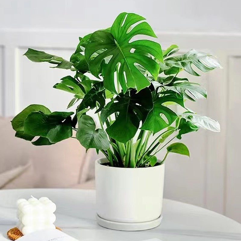 2024š„Fast-Acting Nutrient Solution for Plants