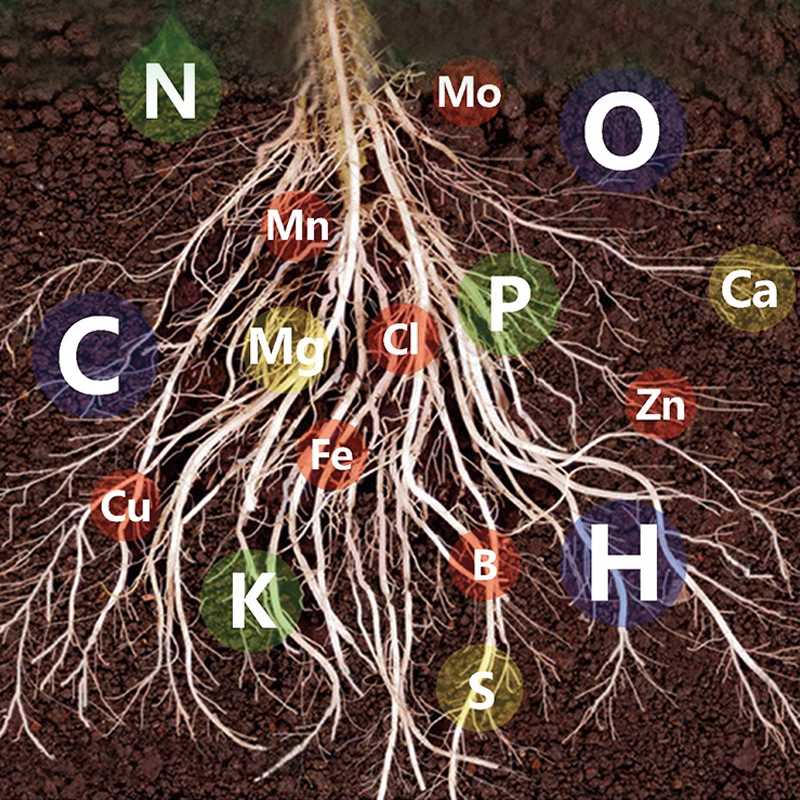 2024🔥Fast-Acting Nutrient Solution for Plants