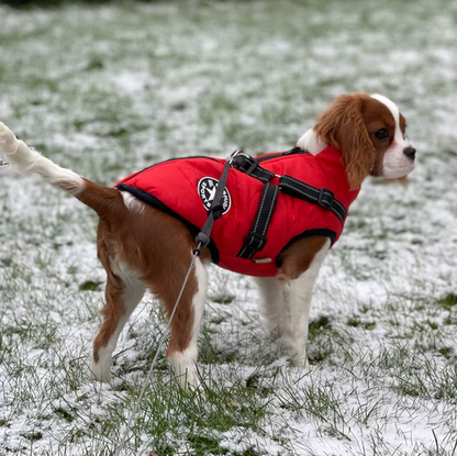 Winter Warm Pet Dog Waterproof Jacket With Harness